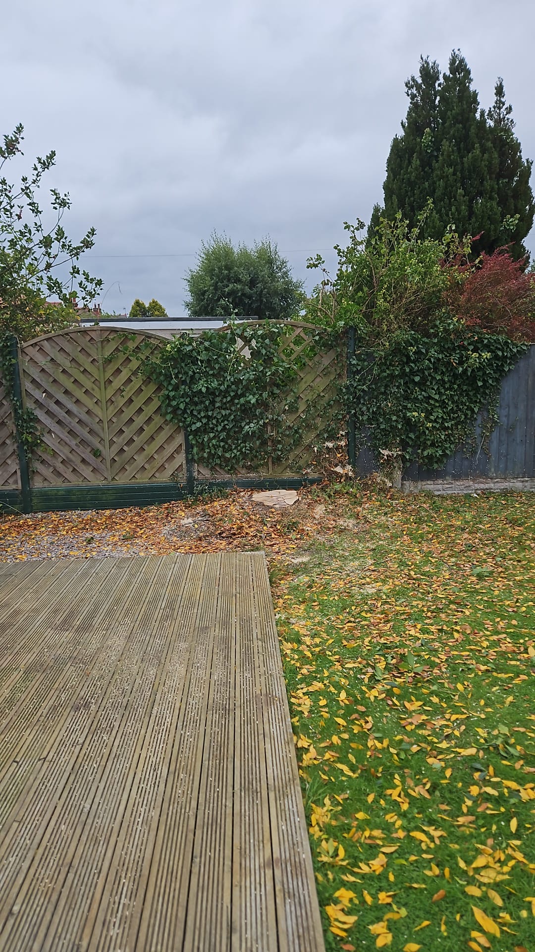 Tree felling