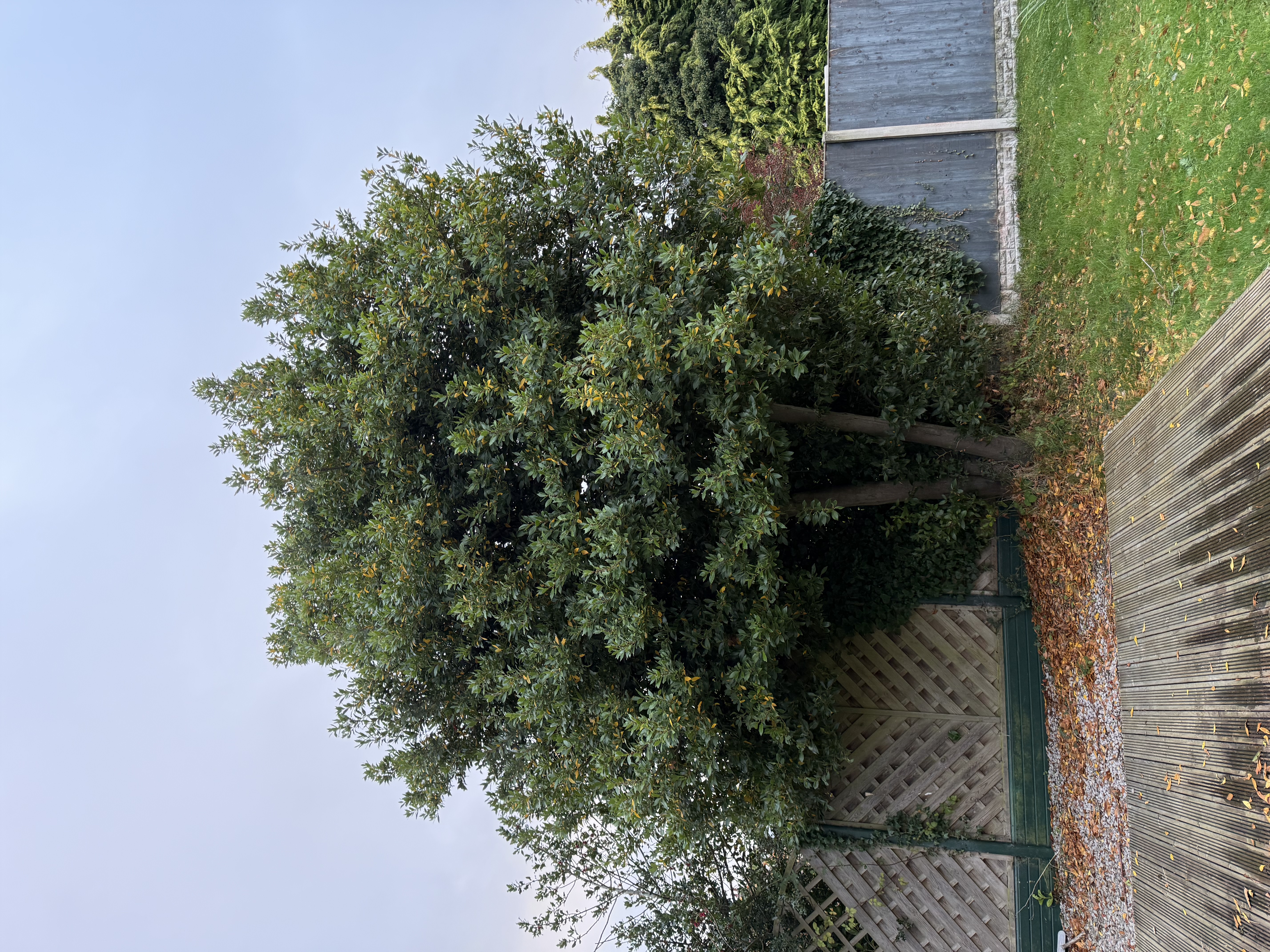 Tree felling